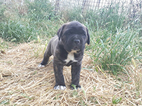 cucciolo cane corso 